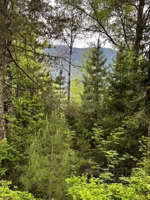 Участок в Алтай, Турочакский район, с. Артыбаш  (20.0 сот.) - Фото 1