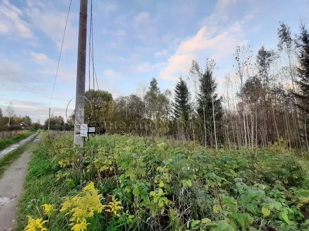 Участок в Ленинградская область, Кингисеппский район, Опольевское ... - Фото 1