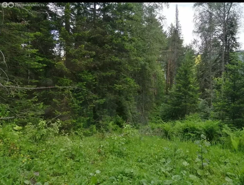 Участок в Артыбаш, Просторная улица (12 м) - Фото 2