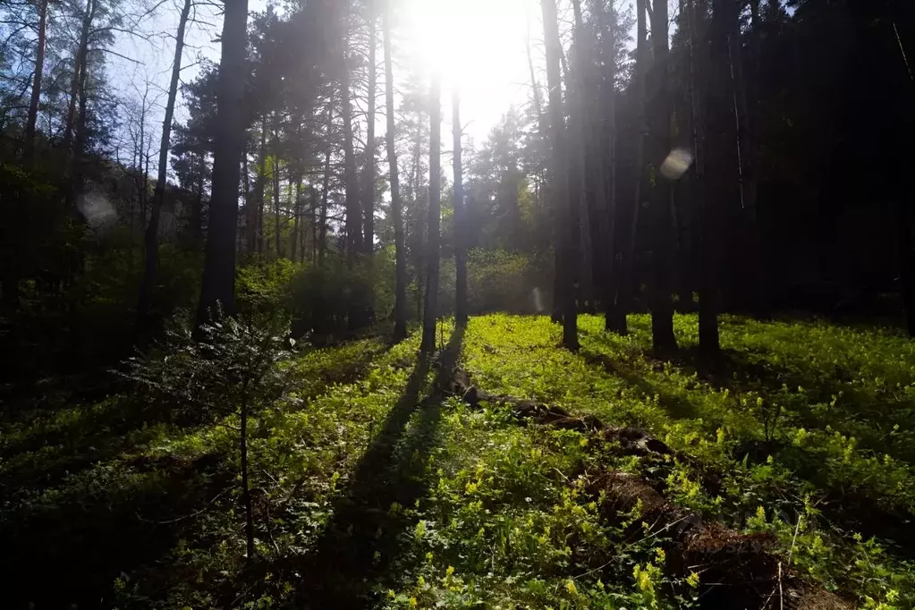 Участок в Алтайский край, Белокуриха  (6.0 га.) - Фото 2