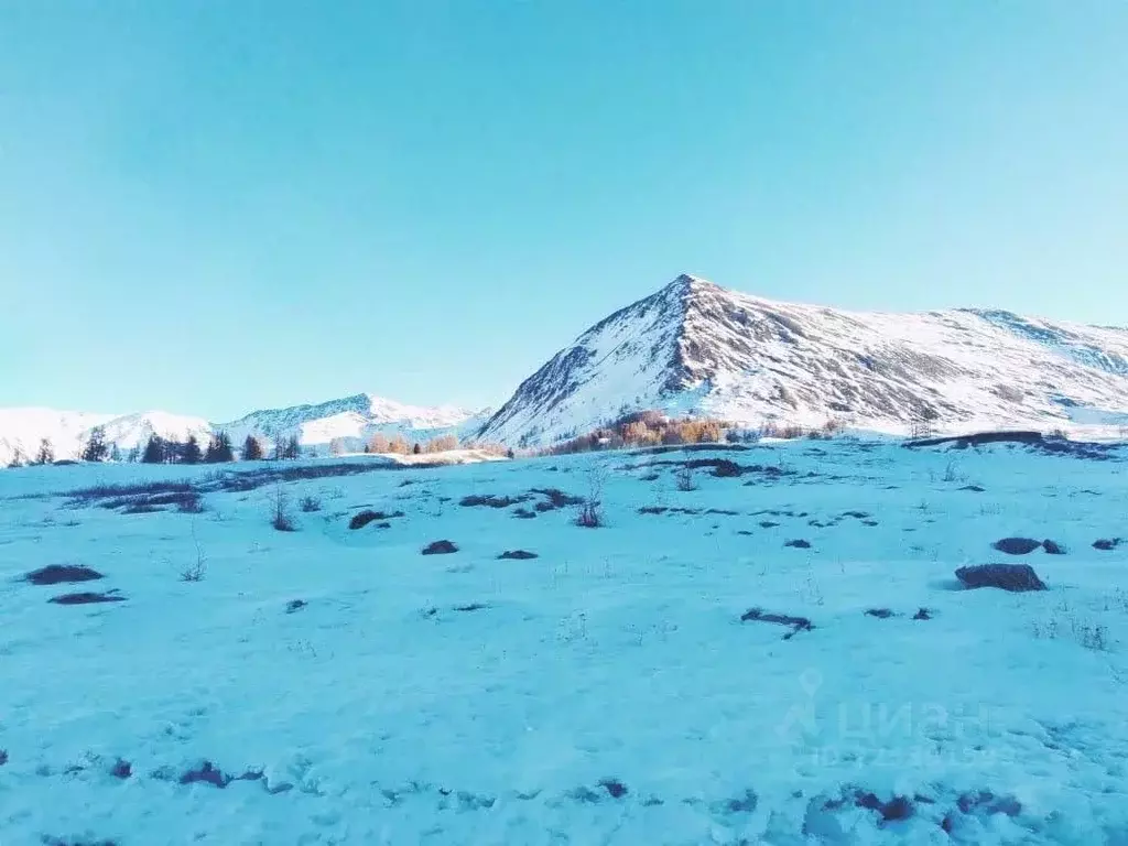 Участок в Алтай, Кош-Агачский район, Джазаторское с/пос, с. Беляши  ... - Фото 1