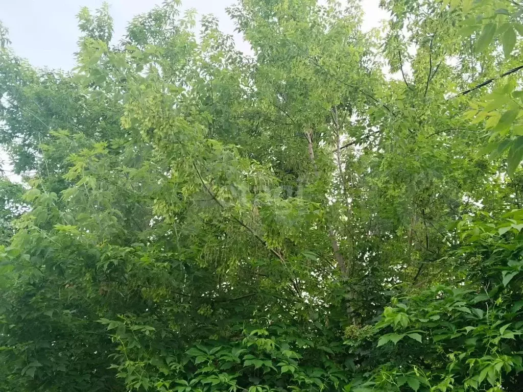 Участок 5,1 сот. (СНТ, ДНП) - Фото 1