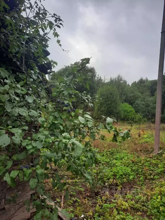 Участок в Псковская область, Печорский муниципальный округ, д. Усадище ... - Фото 2