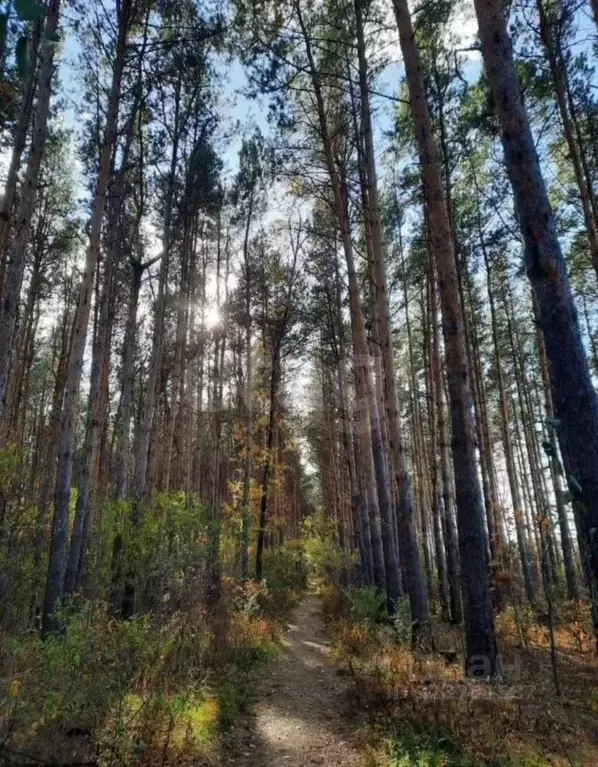 Дом в Амурская область, Благовещенский район, с. Чигири Лесная ул., ... - Фото 1