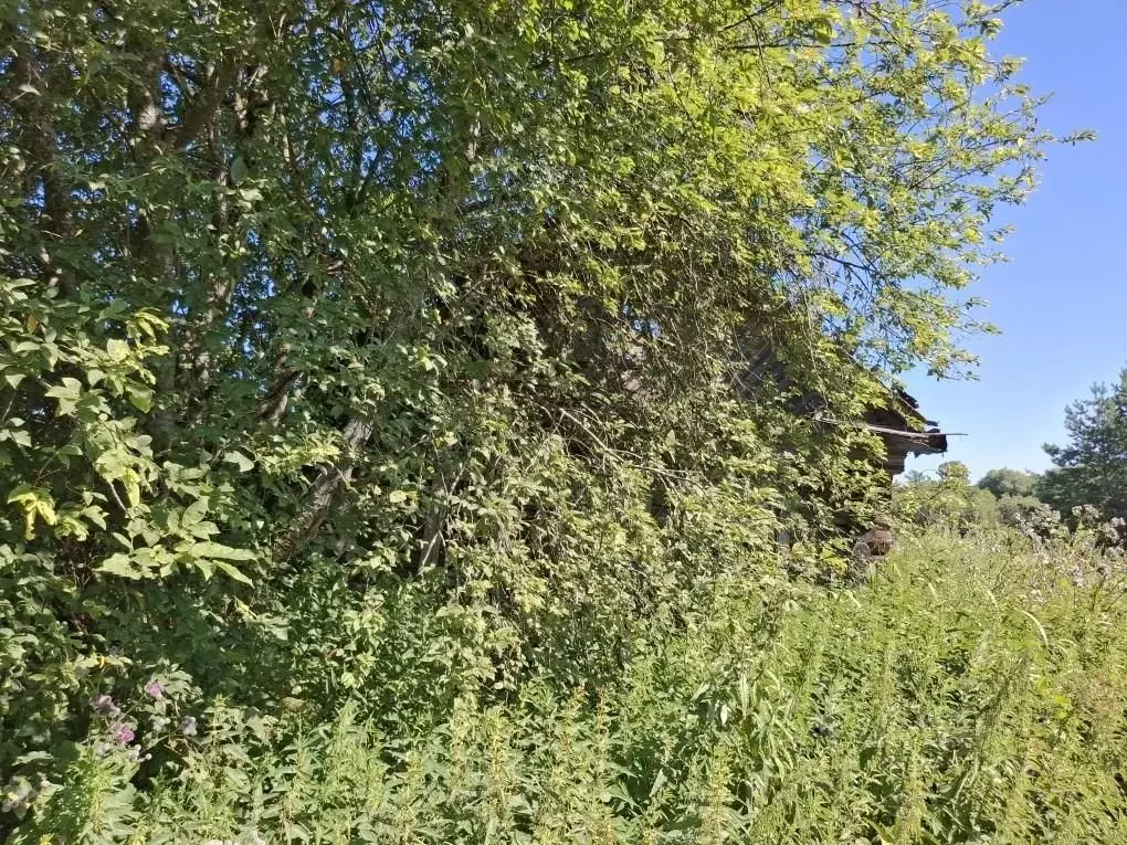 Участок в Ярославская область, Рыбинский муниципальный округ, д. ... - Фото 2