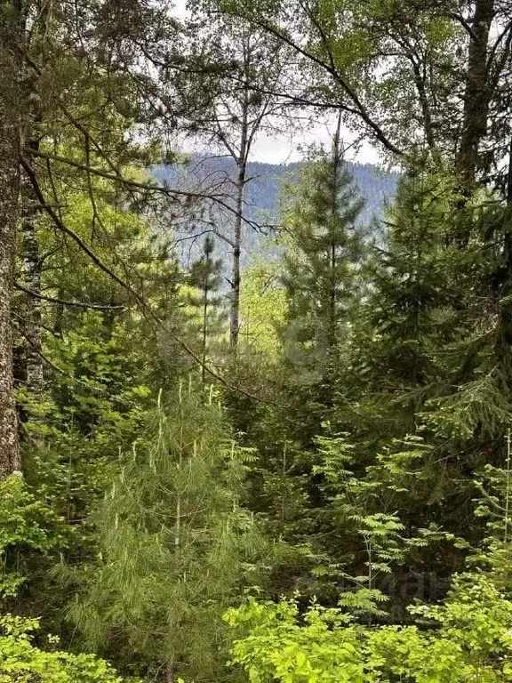 Участок в Алтай, Турочакский район, с. Артыбаш  (20.0 сот.) - Фото 1