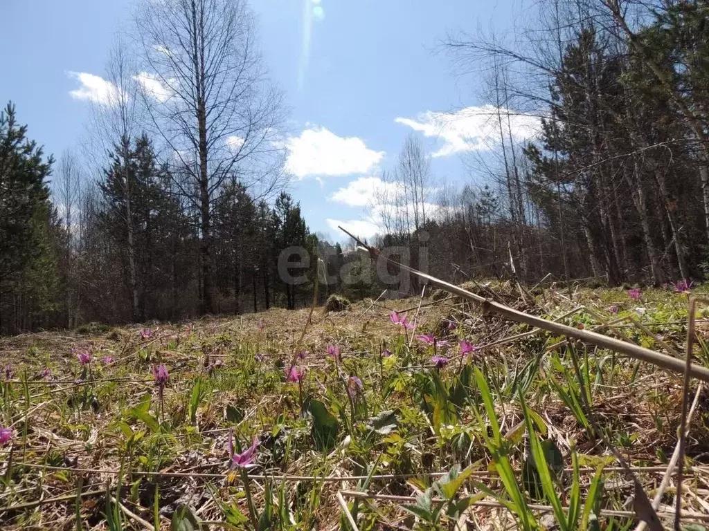 Участок в Алтай, Турочакский район, с. Верх-Бийск Школьная ул. (130.0 ... - Фото 1