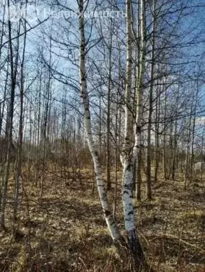 Участок в Виллозское городское поселение, садовое товарищество ... - Фото 0