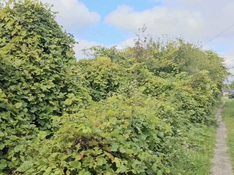 Участок в Калининградская область, Калининград Дельфин СНТ, ул. ... - Фото 1