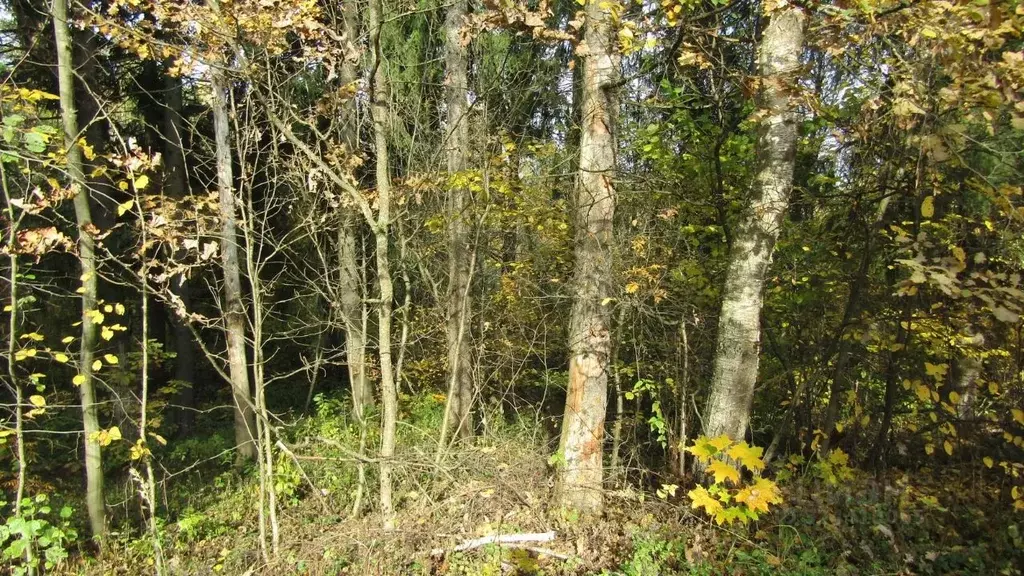 Участок в Московская область, Рузский муниципальный округ, Тучково пгт ... - Фото 1