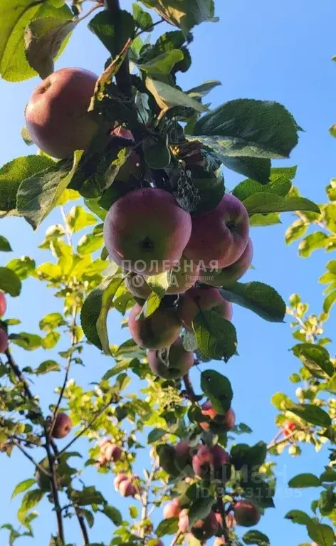 Дом в Новгородская область, Боровичи Лесное СНТ, 83 (36 м) - Фото 1