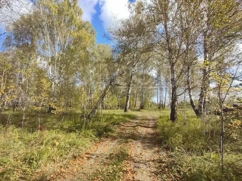 Участок в Тюменская область, Тюменский район, Исток СНТ  (10.0 сот.) - Фото 1