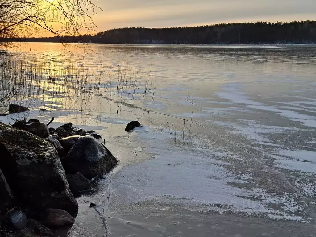 Участок в Ленинградская область, Выборгский район, Красносельское ... - Фото 0