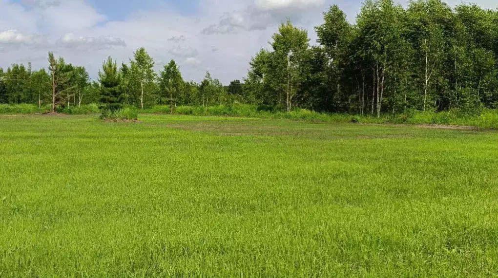 Участок в Новосибирская область, Мошковский район, Индия кп ул. ... - Фото 1