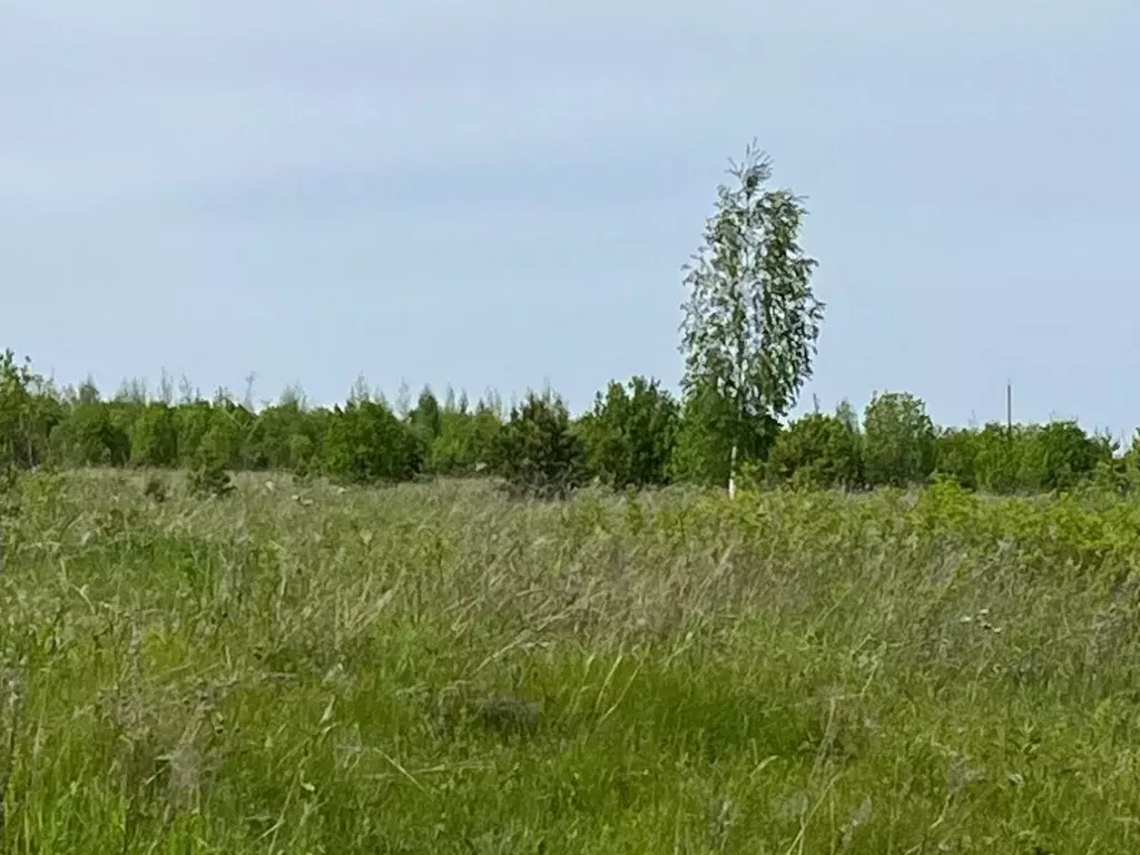 Участок в Пермский край, Осинский муниципальный округ, д. Козлова  ... - Фото 2