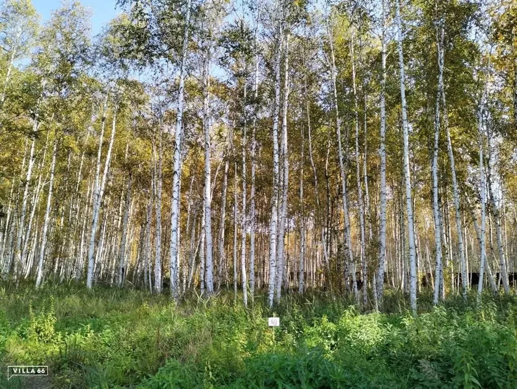 Участок в Свердловская область, Сысертский городской округ, пос. ... - Фото 0