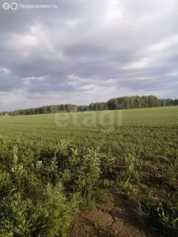 Участок в Омск, территория СОСН Нефтехимик (6.5 м) - Фото 1