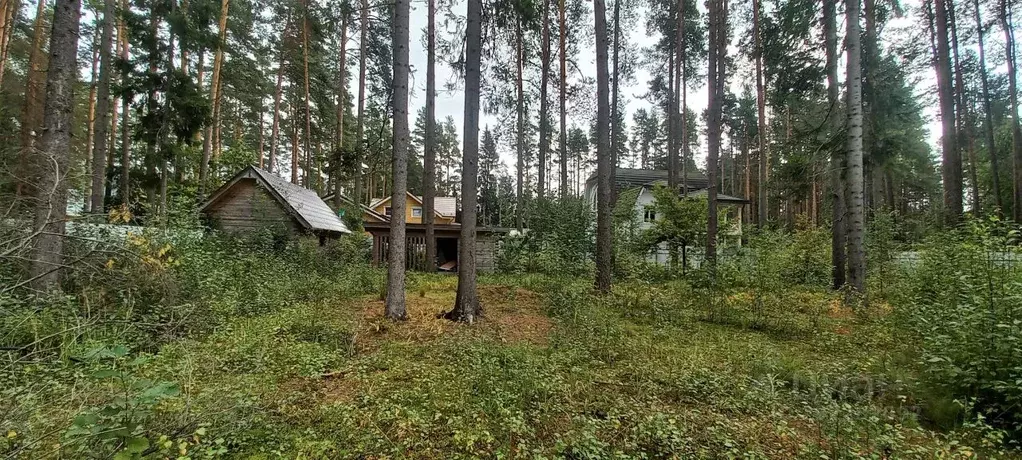 Участок в Санкт-Петербург, Санкт-Петербург, Зеленогорск Кривоносовский ... - Фото 1