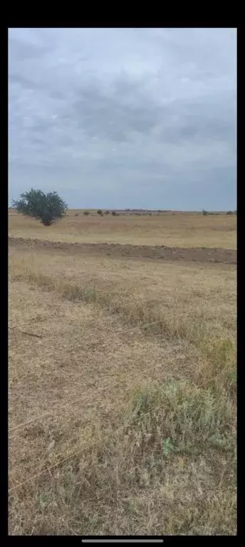 Участок в Ростовская область, Волгодонской район, Романовское с/пос, ... - Фото 2