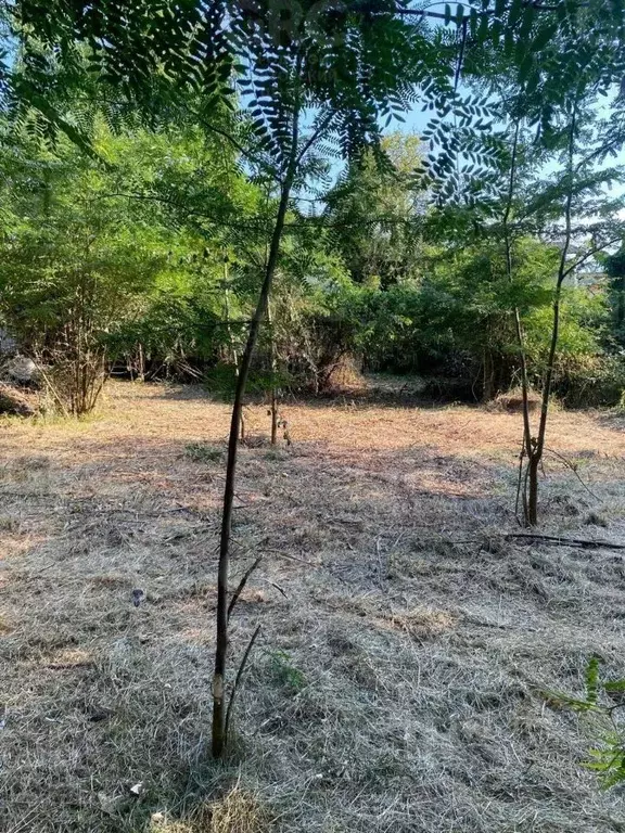 Участок в Краснодарский край, Сочи городской округ, с. Раздольное ул. ... - Фото 2