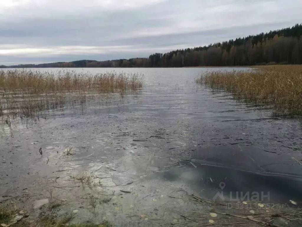 Участок в Ленинградская область, Выборгский район, Каменногорское ... - Фото 1
