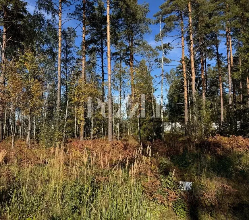 Участок в Ленинградская область, Всеволожский район, Агалатовское ... - Фото 2