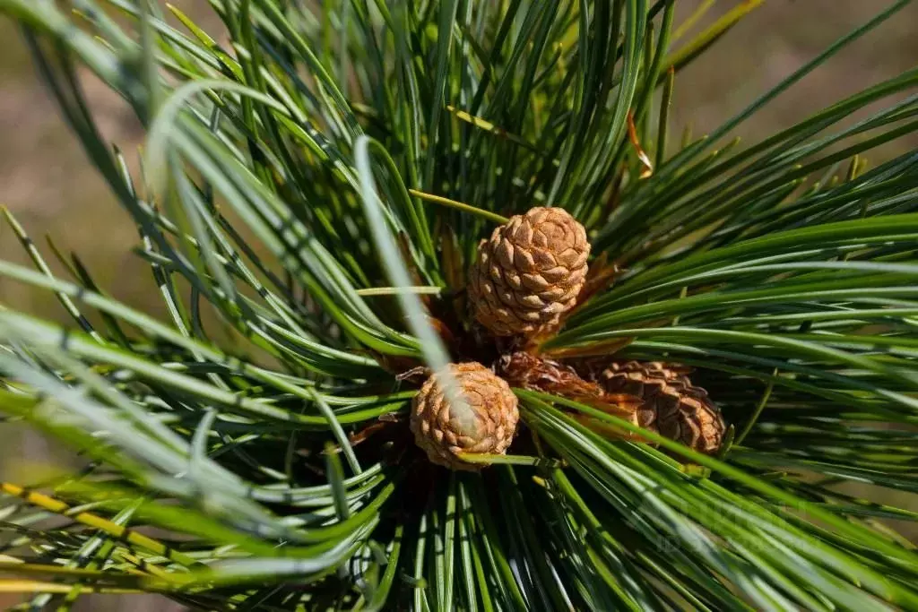 Участок в Москва 1-я Мякининская ул., 16С2 (45.0 сот.) - Фото 1