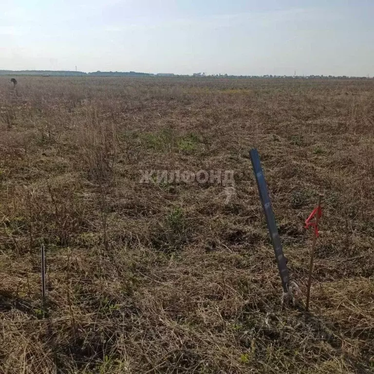 Участок в Новосибирская область, Колывань рп ул. Трактовая (10.0 сот.) - Фото 0