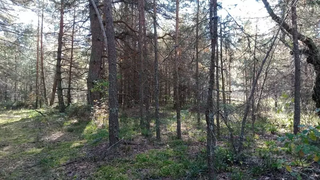 Участок в Московская область, Егорьевск муниципальный округ, д. Панино ... - Фото 0