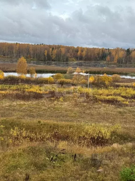 Участок в Костромская область, Красносельский район, Шолоховское ... - Фото 2