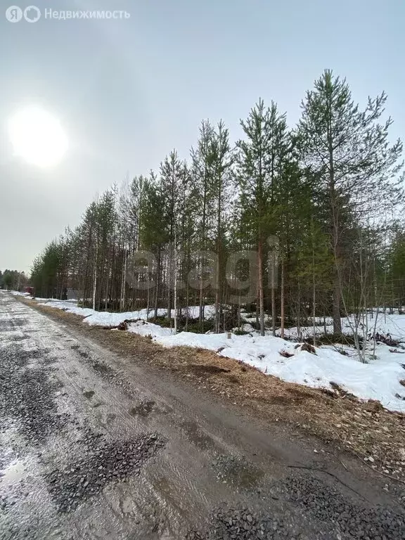 Участок в Архангельская область, Приморский муниципальный округ, СНТ ... - Фото 2