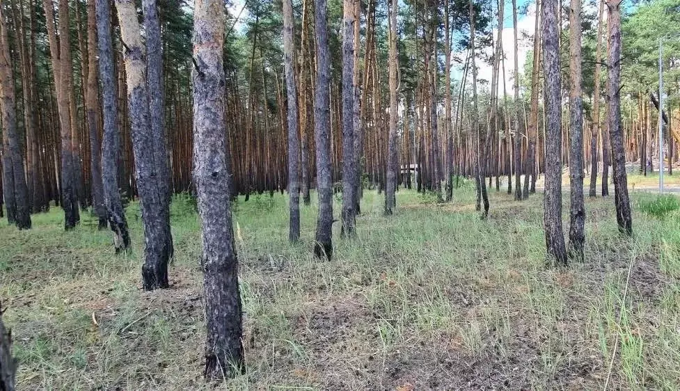 Участок в Белгородская область, Белгородский район, Поселок Разумное ... - Фото 1