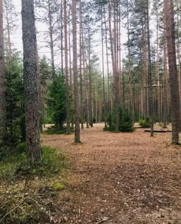 Участок в Ленинградская область, Выборгский район, Первомайское с/пос, ... - Фото 2