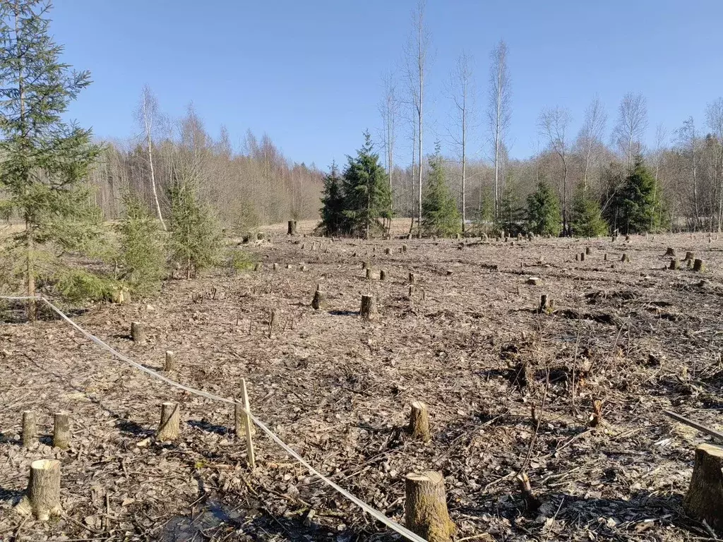 Участок в Ленинградская область, Выборгский район, Советское городское ... - Фото 0