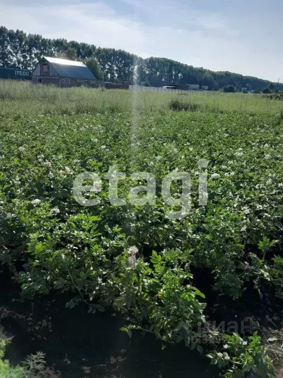 Участок в Красноярский край, Емельяновский муниципальный округ, ... - Фото 1
