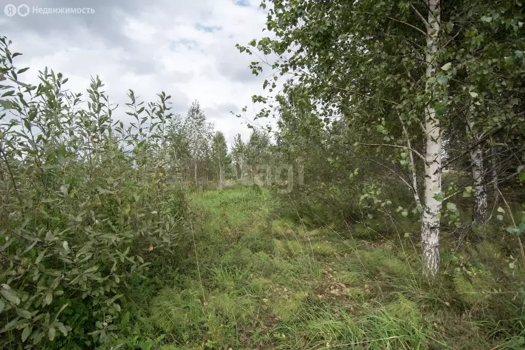 Участок в Искитимский район, село Морозово (19.1 м) - Фото 1