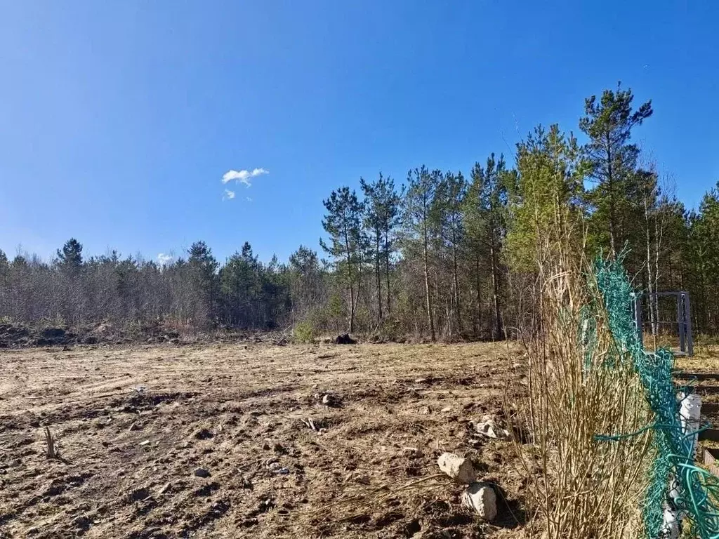 Участок в Ленинградская область, Сосновый Бор Легенда СНТ,  (11.0 ... - Фото 1