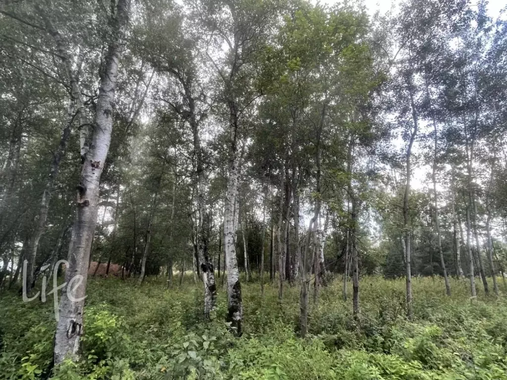 Участок в Московская область, Одинцовский городской округ, Серебряные ... - Фото 2