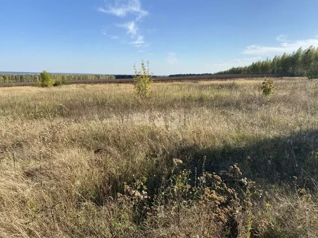 Участок в Воронежская область, Верхнехавский район, Малоприваловское ... - Фото 1