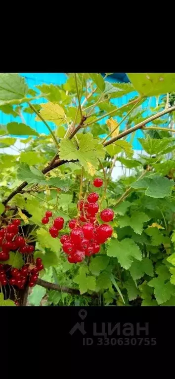Дом в Кировская область, Слободской муниципальный район, Бобинское ... - Фото 2