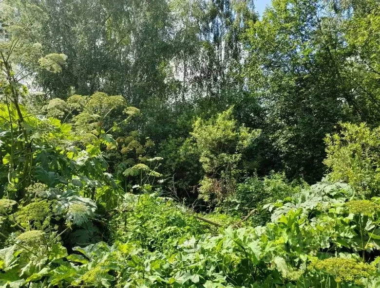 Участок в Московская область, Чехов муниципальный округ, д. Сафоново  ... - Фото 1