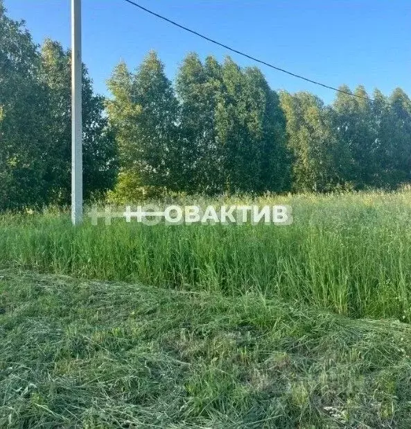 Участок в Новосибирская область, Новосибирский район, Станционный ... - Фото 1