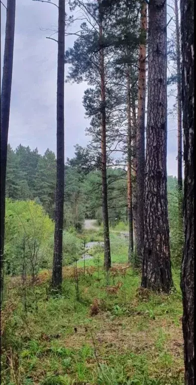 Участок в Алтай, Чемальский район, Элекмонарское с/пос  (7.0 сот.) - Фото 1
