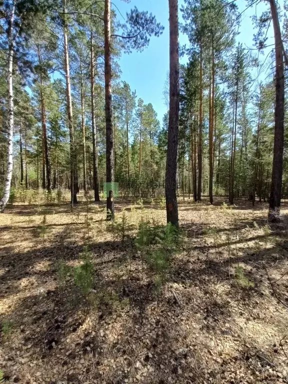 Участок в Забайкальский край, Читинский район, с. Смоленка  (8.08 ... - Фото 0