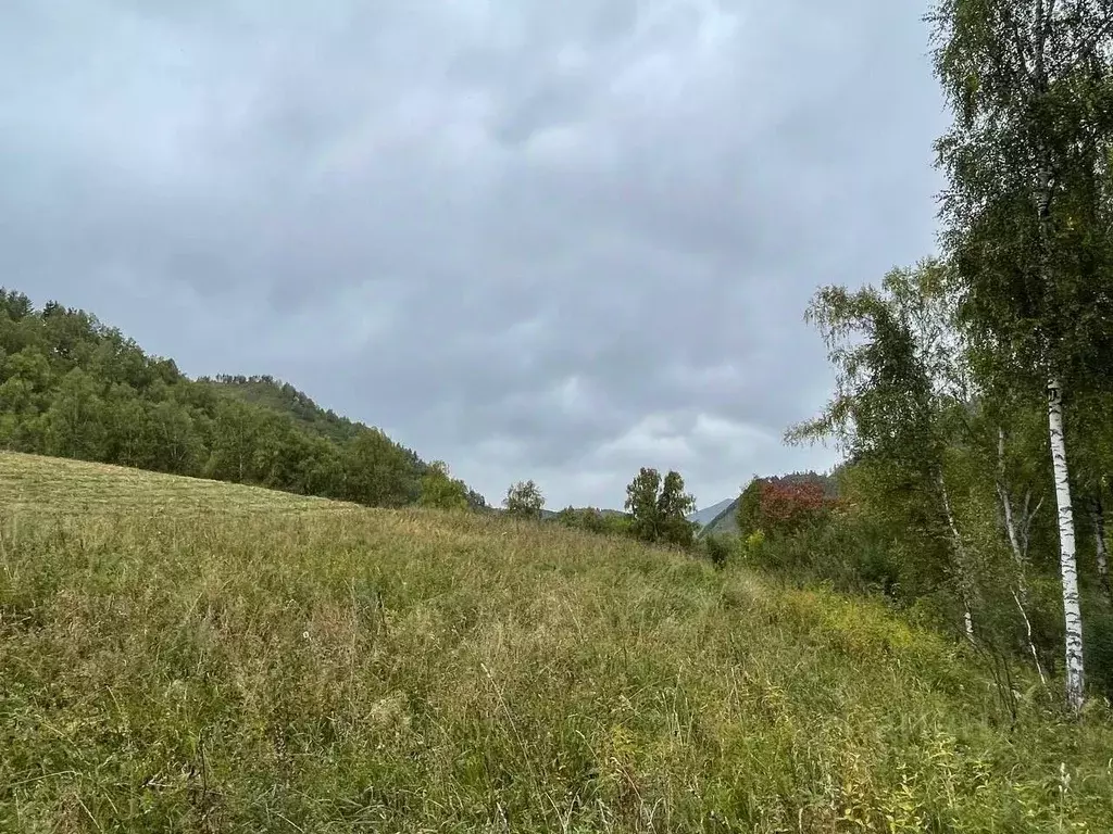 Участок в Алтай, Чемальский район, Чемальское с/пос  (10.0 сот.) - Фото 2