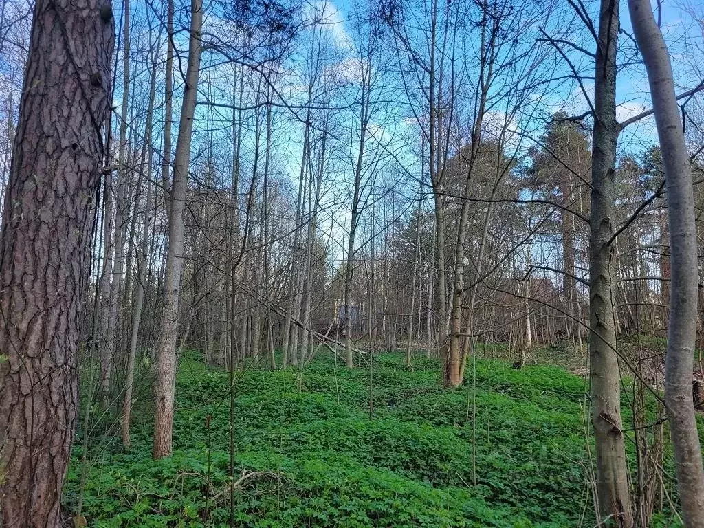 Участок в Ленинградская область, Ломоносовский район, Лебяженское ... - Фото 1