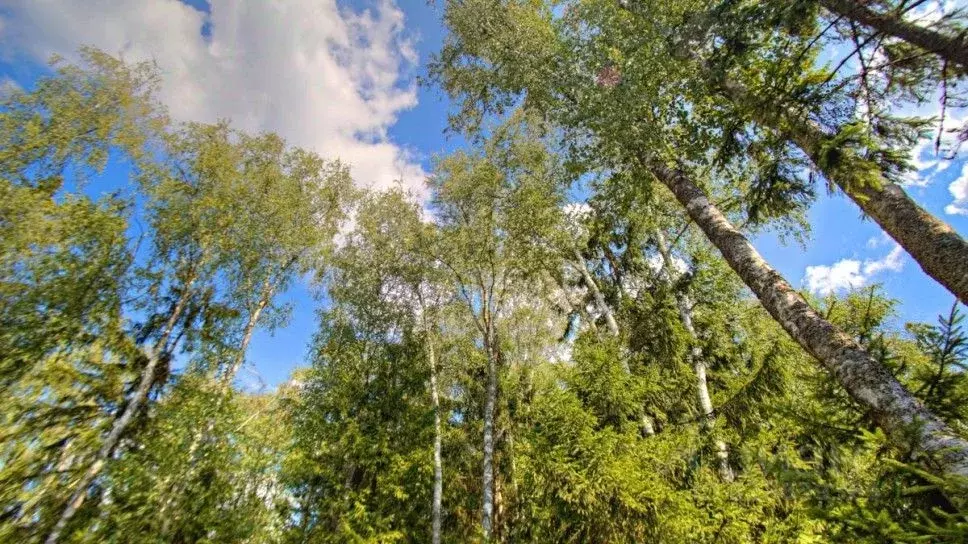 Участок в Московская область, Одинцовский городской округ, д. Бородки, ... - Фото 0