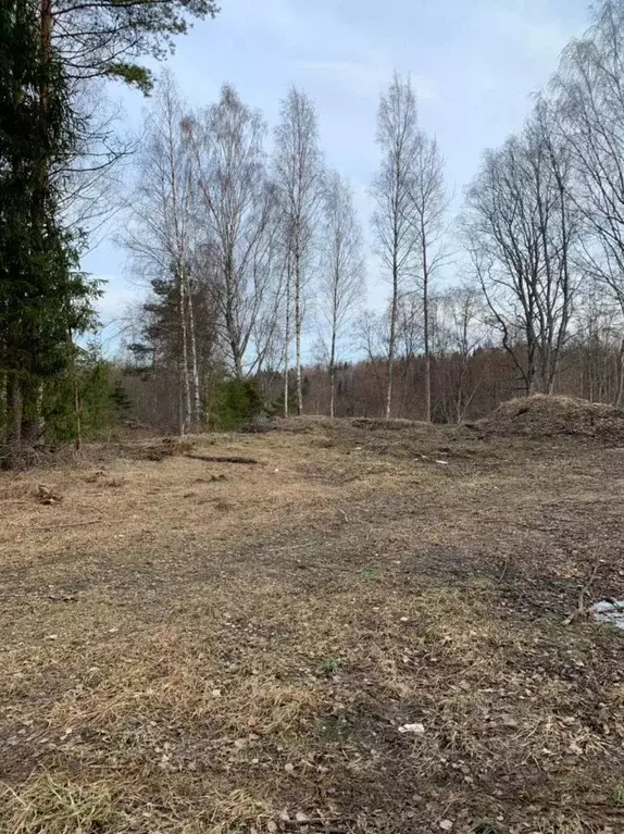 Погода в цвылево тихвинского. Цвылево Ленинградская область. Поселок Цвылево Ленинградской области. Посёлок цвылёво. Цвылево Ленинградская область фото.