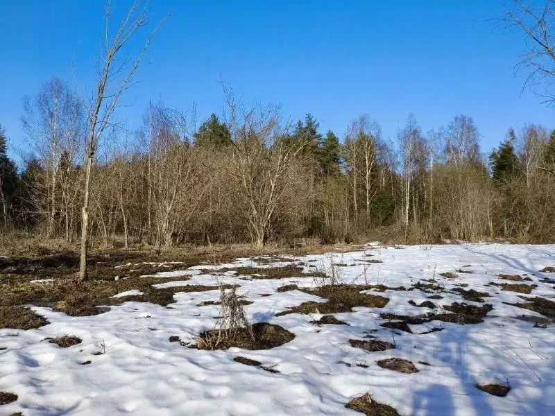 Участок в Московская область, Талдомский городской округ, Запрудня пгт ... - Фото 2