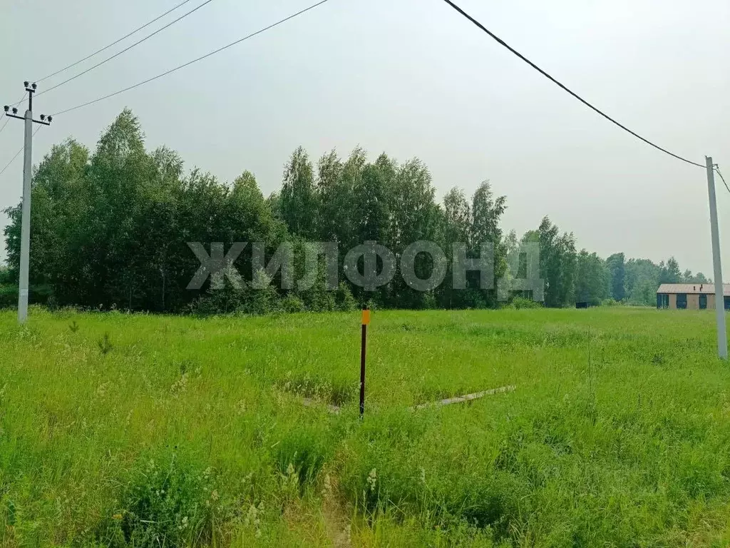Участок в Новосибирская область, Новосибирский район, Кудряшовский ... - Фото 1